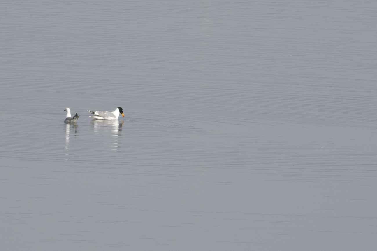 Pallas's Gull